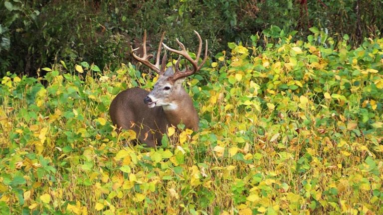 Real World Soybeans – Just Another Ag Bean? | Food Plot Seed- Food ...