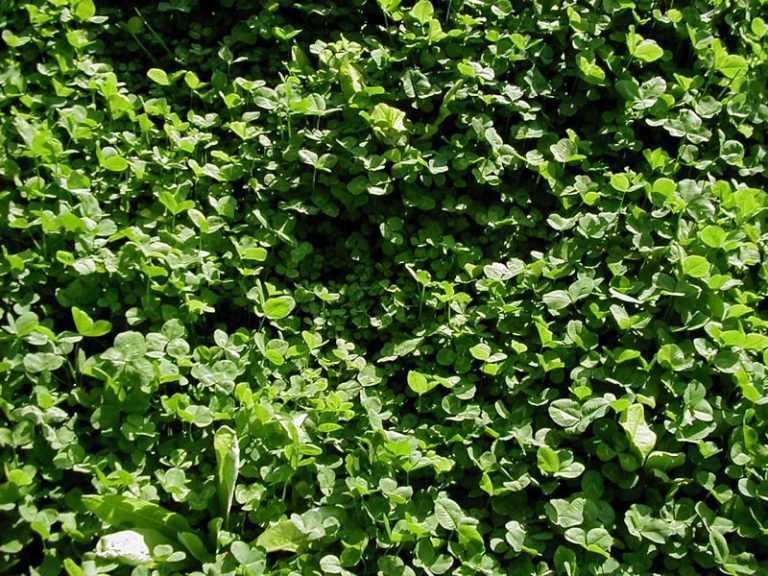 clover-chicory | Food Plot Seed- Food Plots- Deer Minerals- Deer Feed- EHD