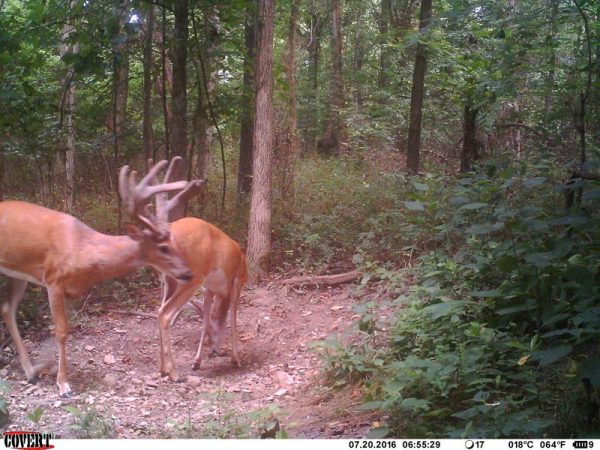 Rwwp Mineral For Maximum Antler Growth Food Plot Seed Food Plots Deer Minerals Deer Feed Ehd 0597