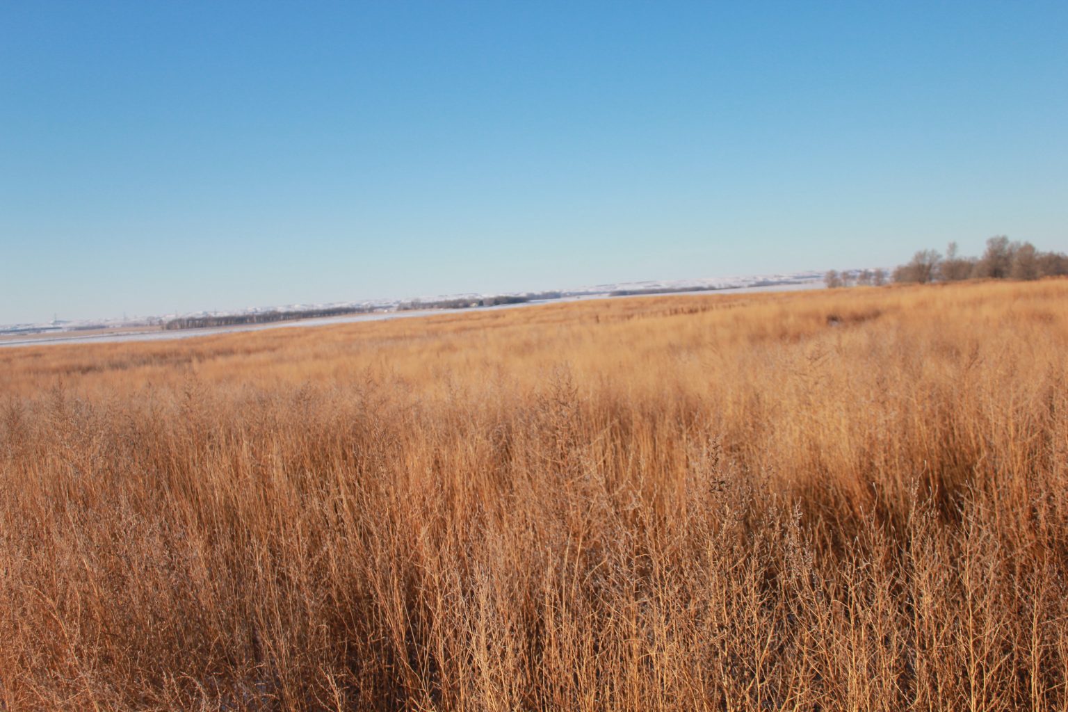 understanding-stratification-of-switchgrass-seed-by-don-higgins-food